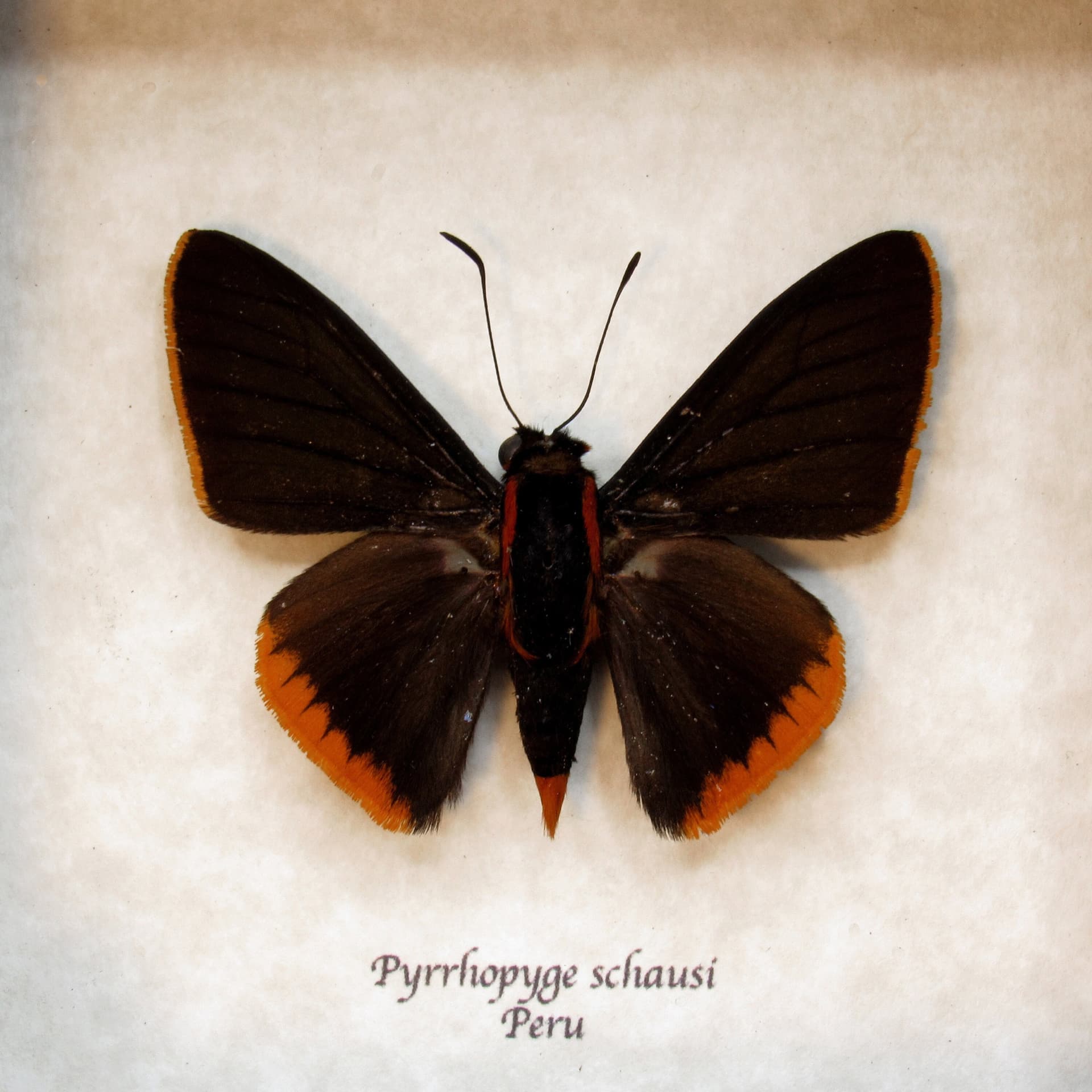 Real Orange Firetip Skipper butterfly framed taxidermy - Pyrrhopyge schausi