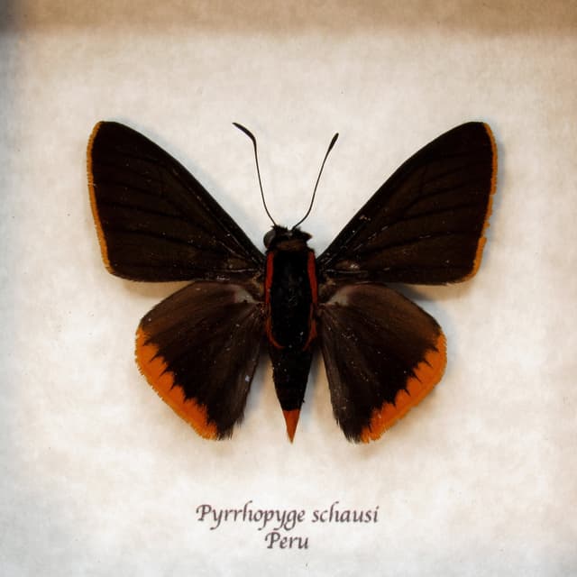Real Orange Firetip Skipper butterfly framed taxidermy - Pyrrhopyge schausi