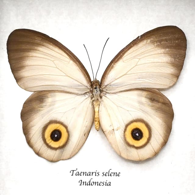 Real white Owl butterfly framed taxidermy - Taenaris selene