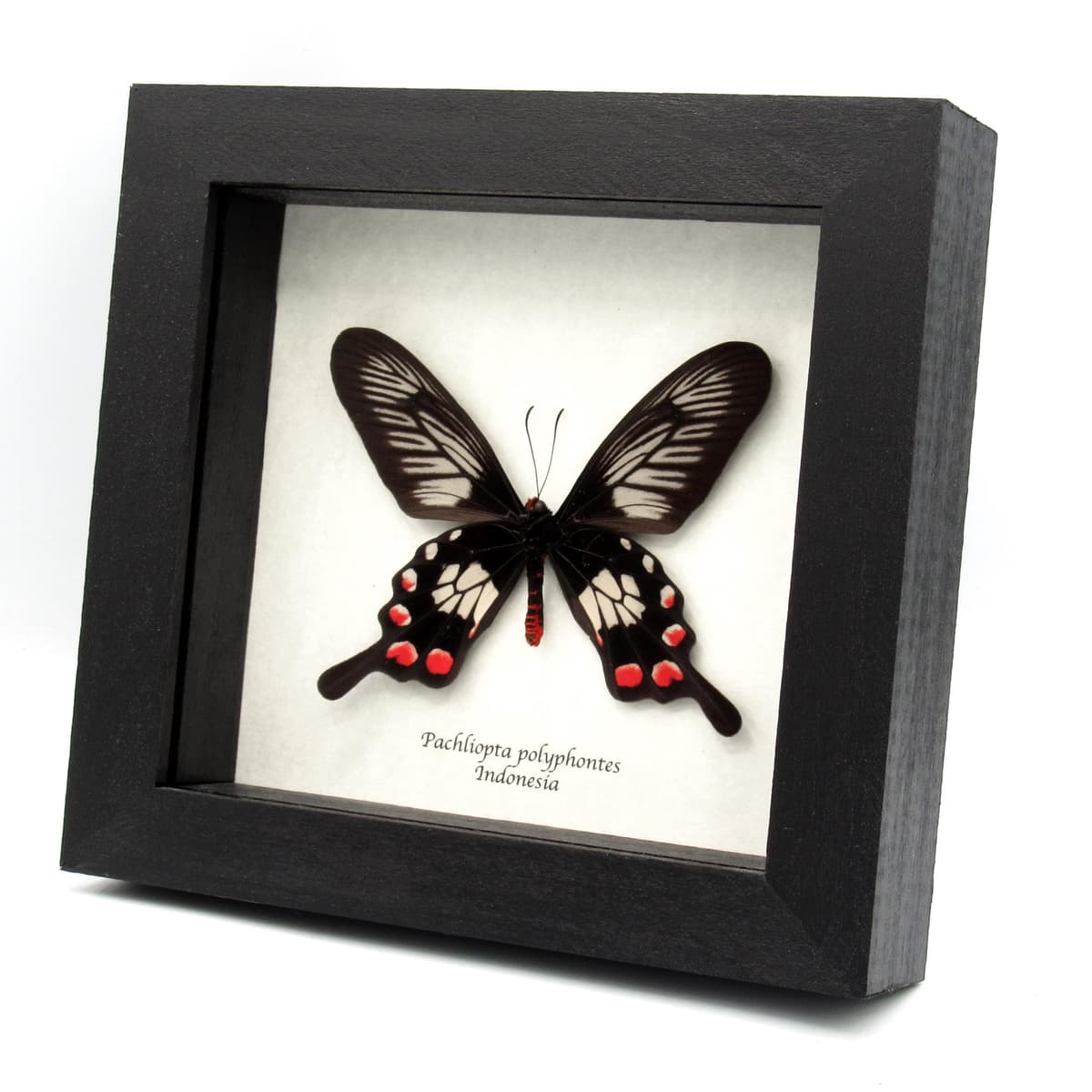Real red swallowtail framed taxidermy - Pachliopta polyphontes