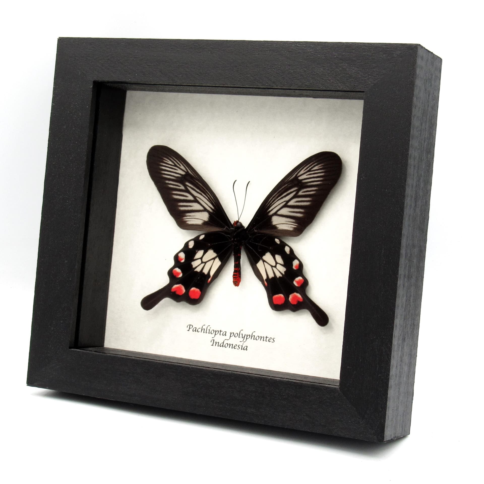 Real red swallowtail framed taxidermy - Pachliopta polyphontes