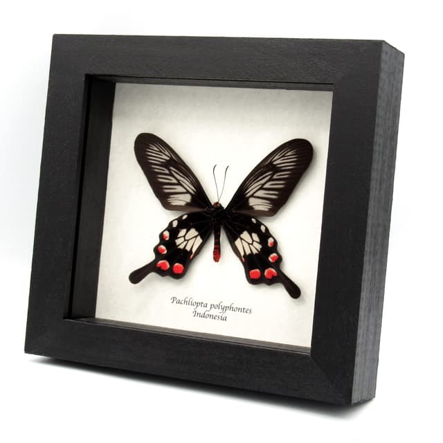 Real red swallowtail framed taxidermy - Pachliopta polyphontes