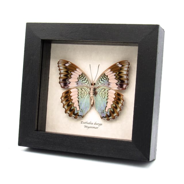Rare real Blue Duke butterfly framed specimen - Euthalia durga