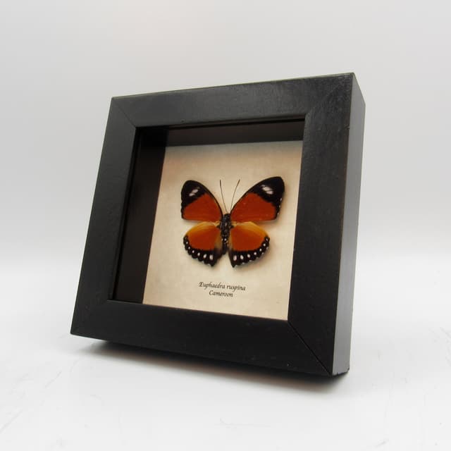 Real framed taxidermy butterfly - Euphaedra ruspina