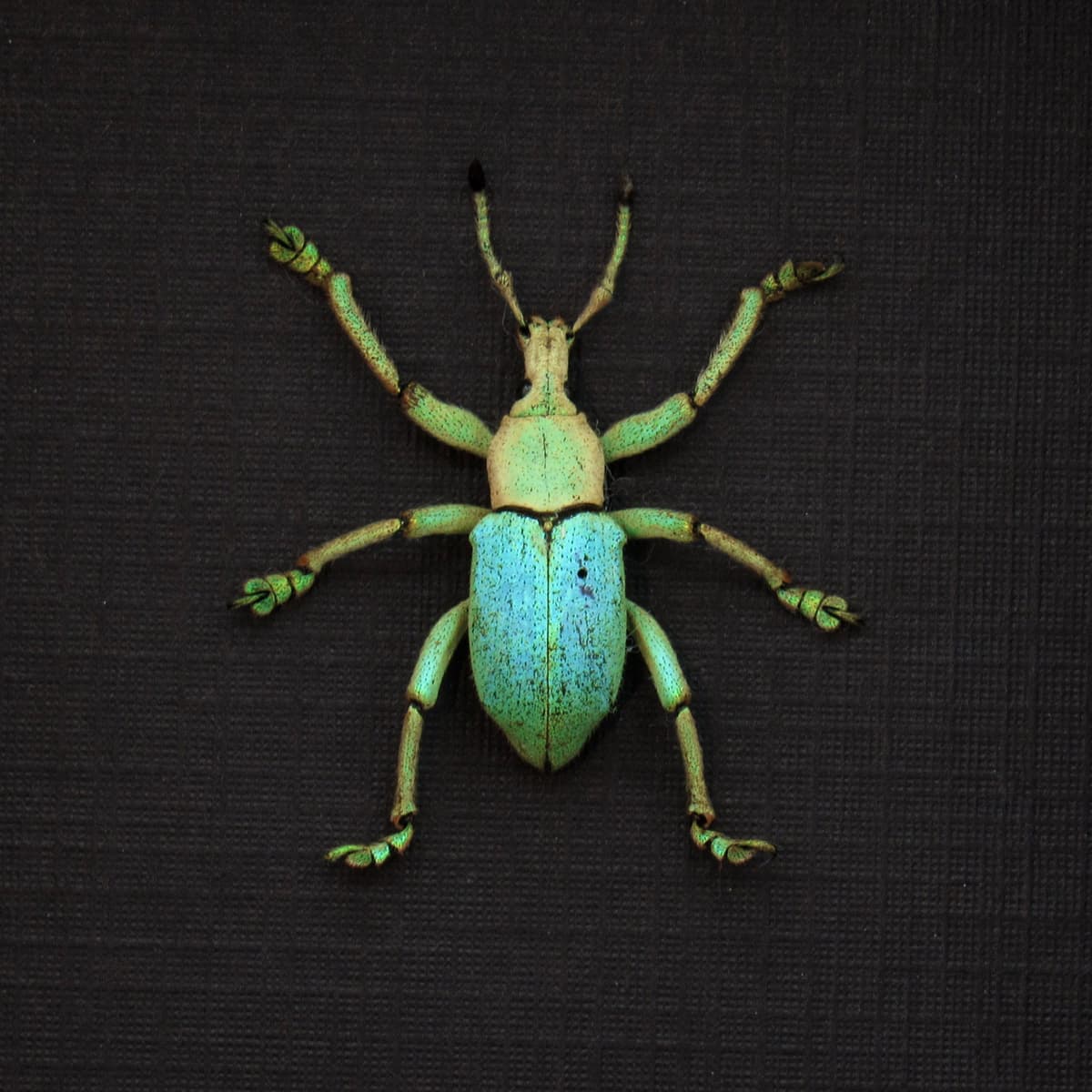 Rare weevil framed taxidermy - Eupholus bruyni