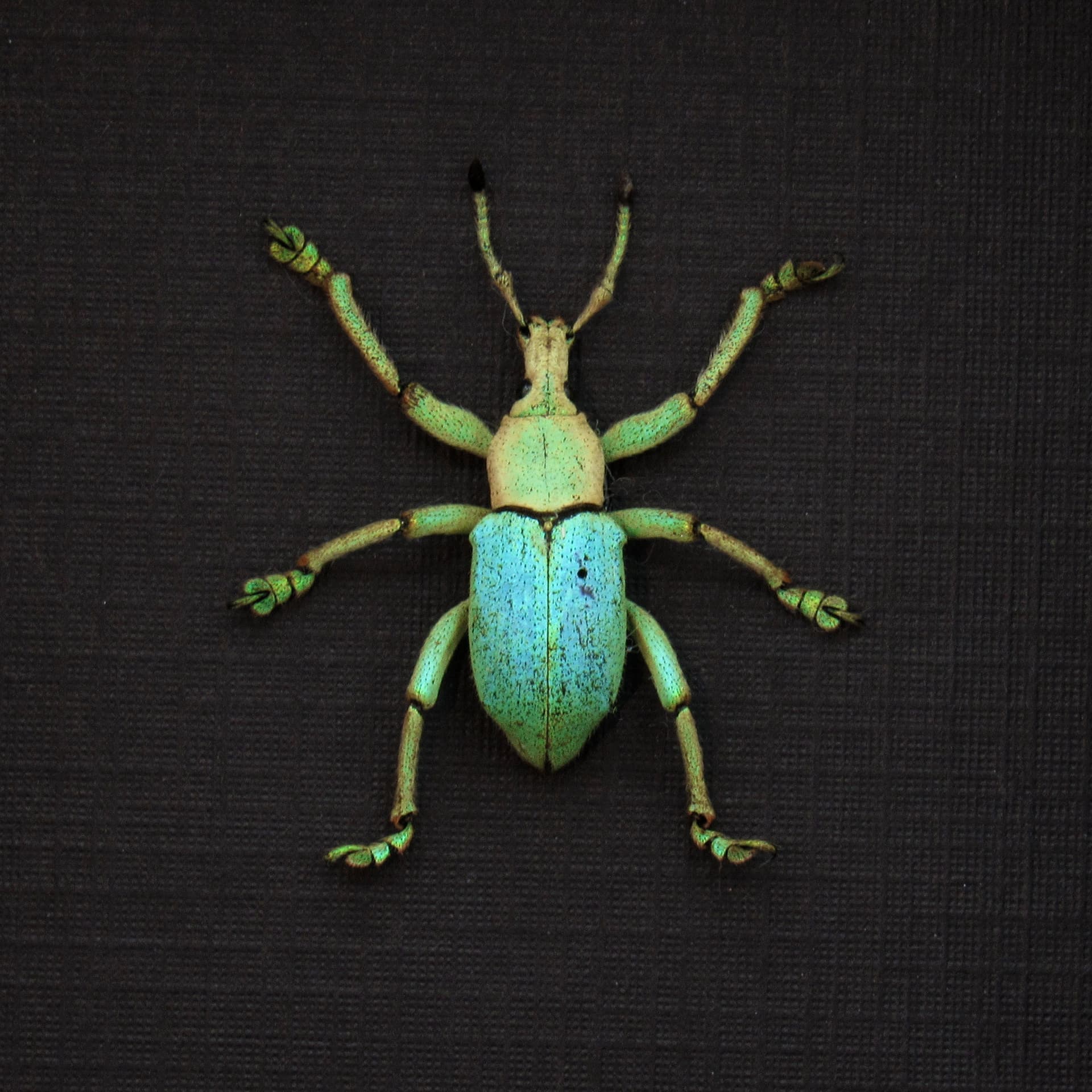 Rare weevil framed taxidermy - Eupholus bruyni