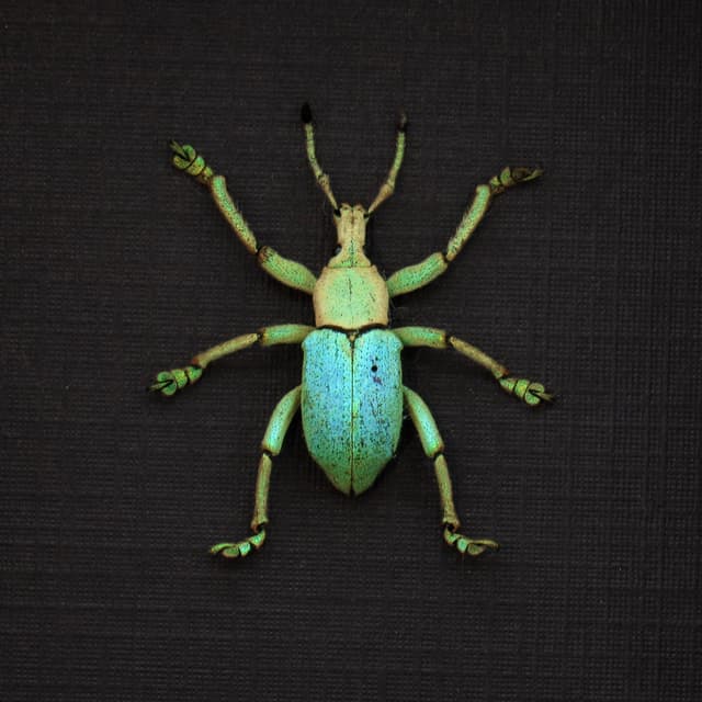 Rare weevil framed taxidermy - Eupholus bruyni