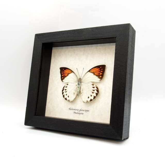 Real Orange Tip butterfly framed taxidermy - Hebomoia glaucippe - female