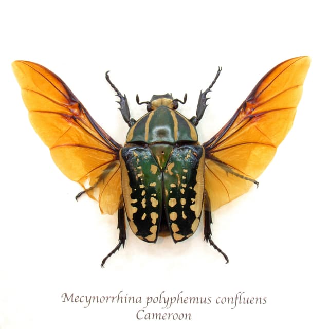 Large Scarab beetle framed taxidermy - Mecynorrhina polyphemus confluens - female