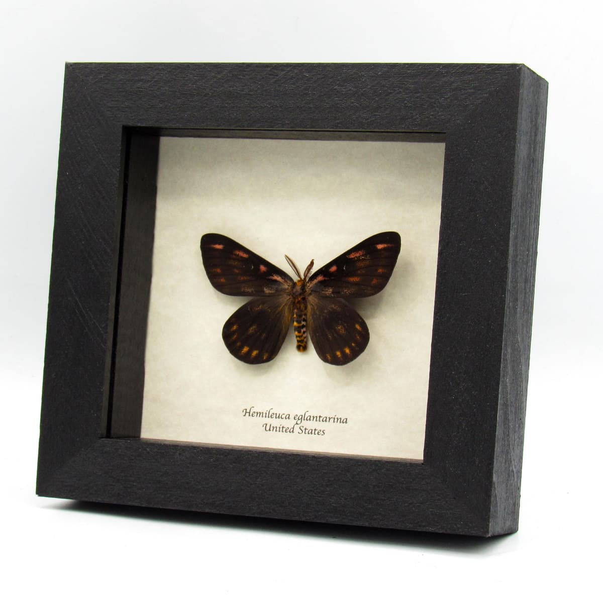 Real rare pink Western Sheep moth framed taxidermy - Hemileuca eglanterina - black form