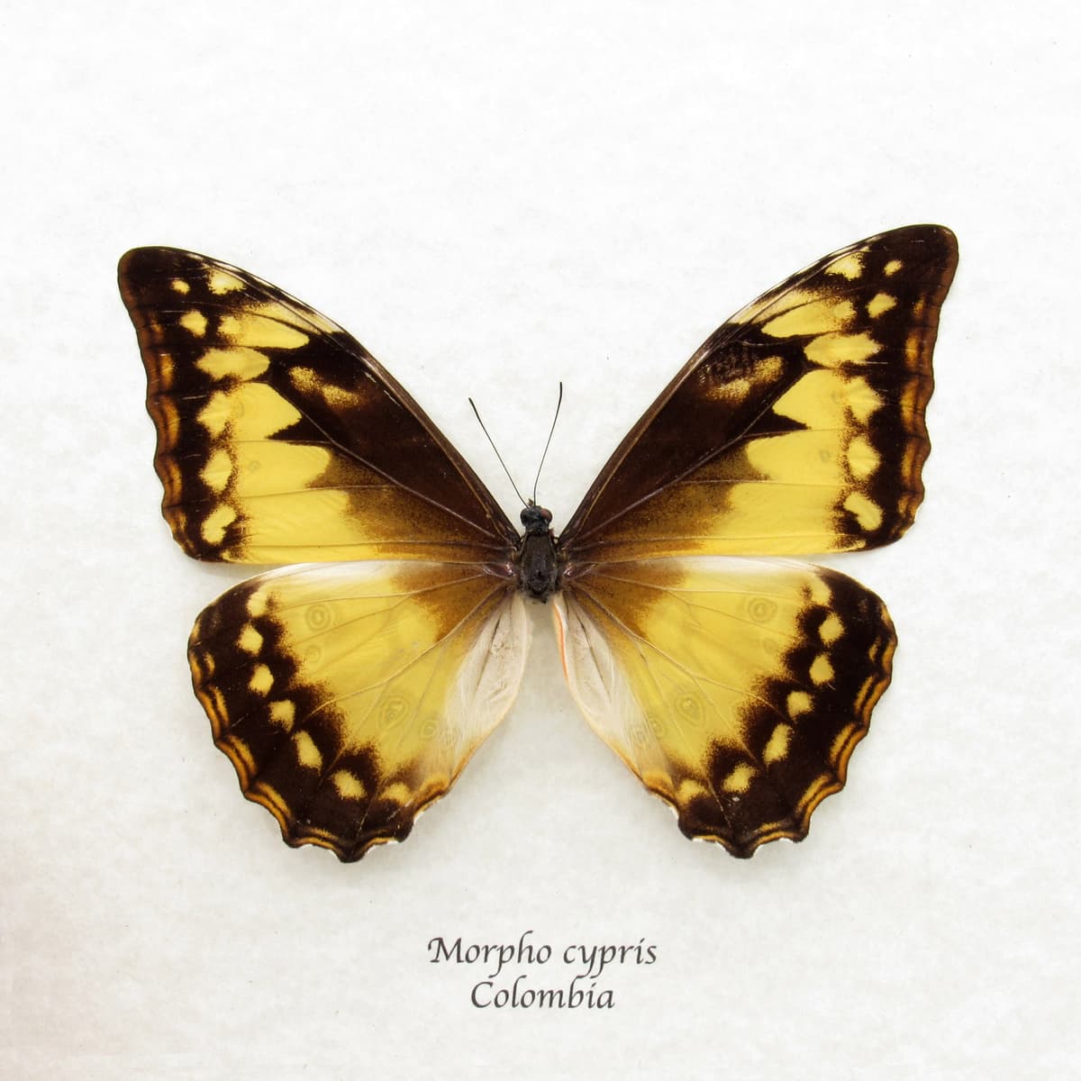 Rare female Morpho butterfly framed taxidermy - Morpho cypris