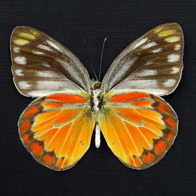 Real orange butterfly framed taxidermy - Cepora temena