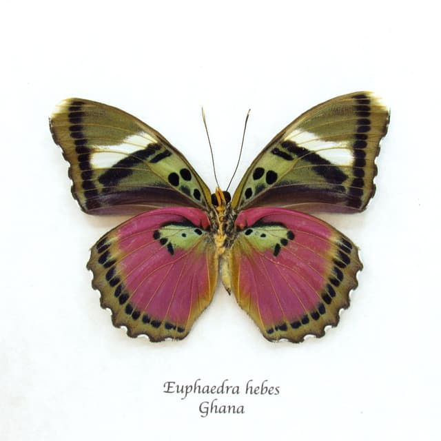 Real Hebes Pink forester butterfly framed taxidermy - Euphaedra hebes - large female