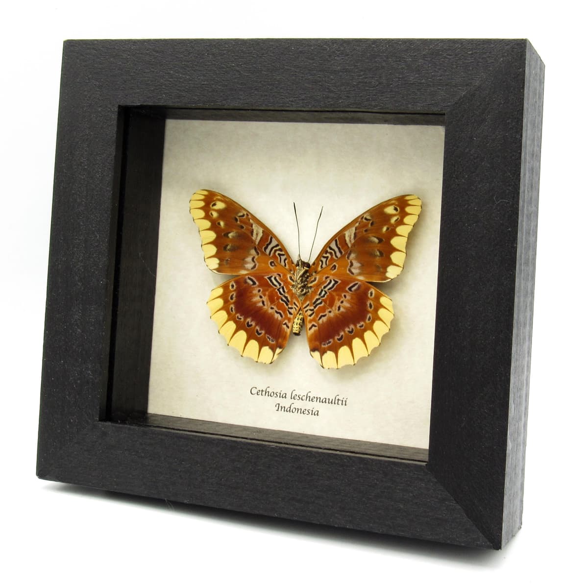 Rare Lacewing butterfly framed taxidermy - Cethosia leschenaultii
