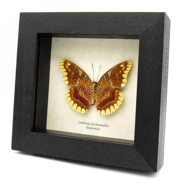 Rare Lacewing butterfly framed taxidermy - Cethosia leschenaultii