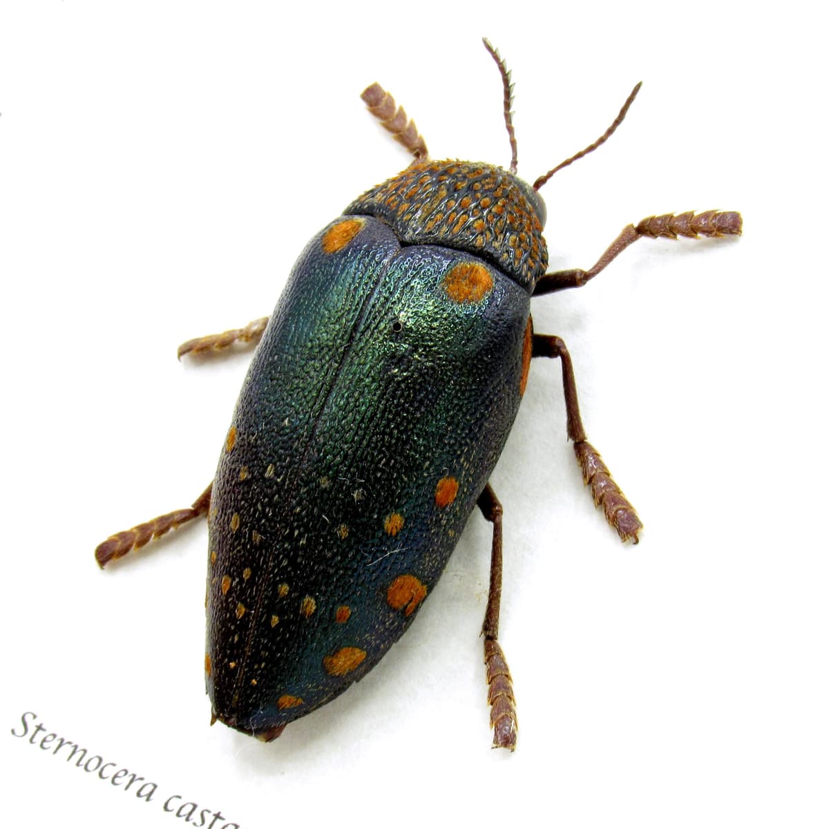 Real giant Jewel beetle framed taxidermy - Sternocera castanea boucardii