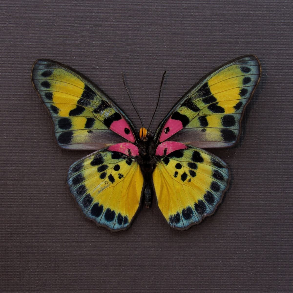 Rare fuchsia True Forester butterfly framed taxidermy - Euphaedra sarcoptera - minor damage