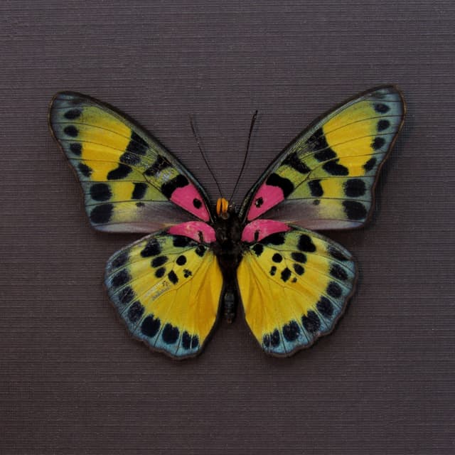 Rare fuchsia True Forester butterfly framed taxidermy - Euphaedra sarcoptera - minor damage