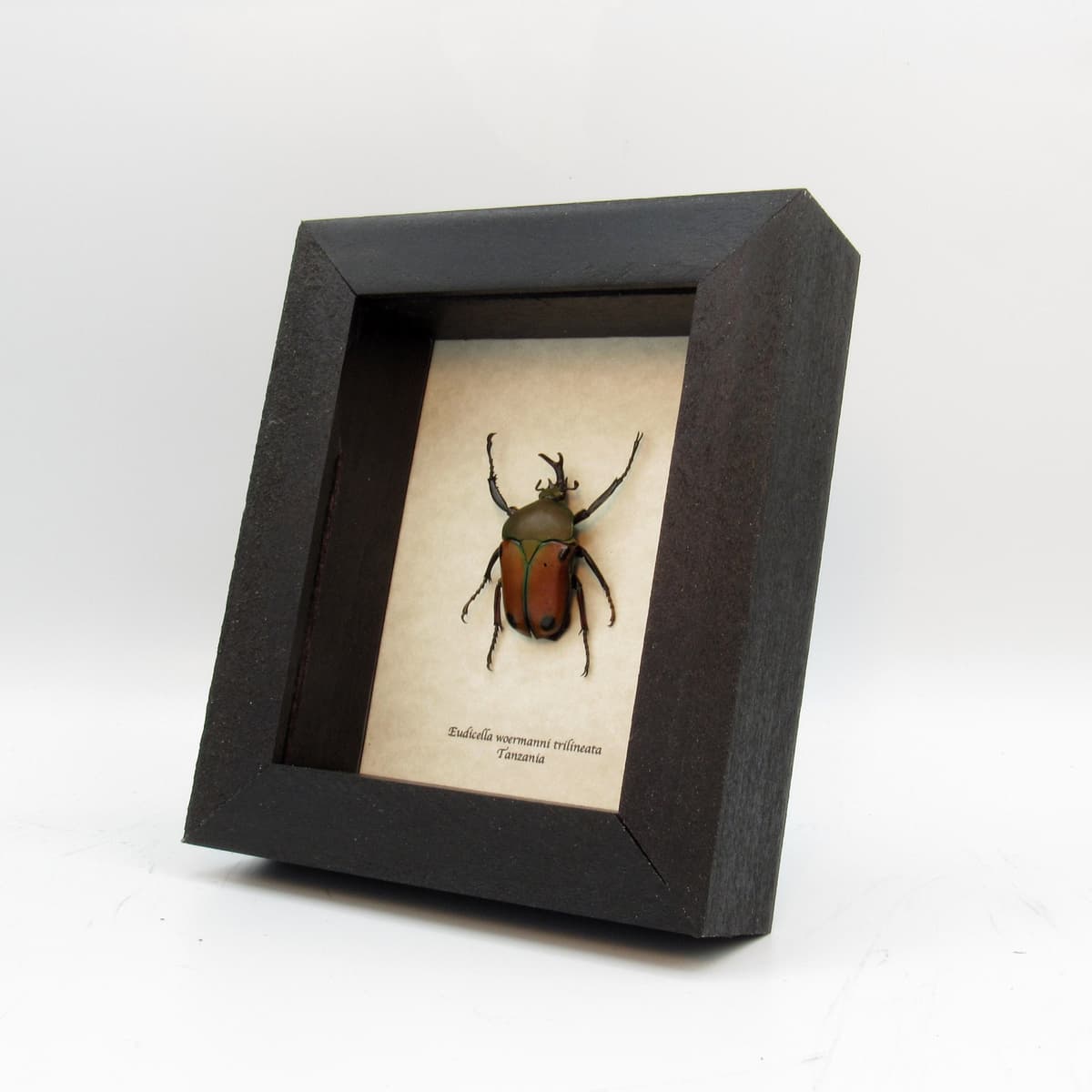 Real framed taxidermy flower beetle - Eudicella woermanni trilineata