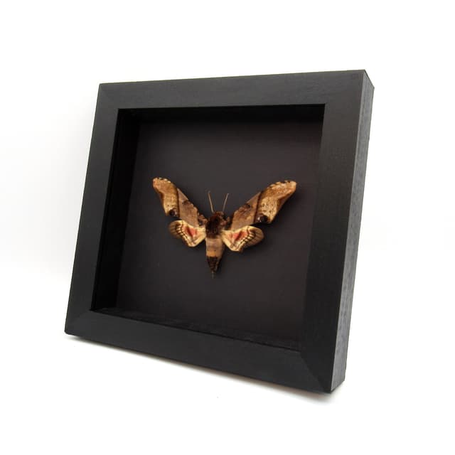Real XL Mango Hawkmoth framed taxidermy - Amplypterus panopus