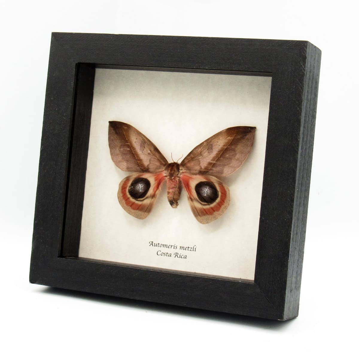 Real Giant Saturn moth framed taxidermy - Automeris metzli - female