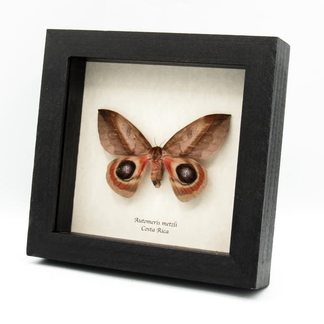 Real Giant Saturn moth framed taxidermy - Automeris metzli - female