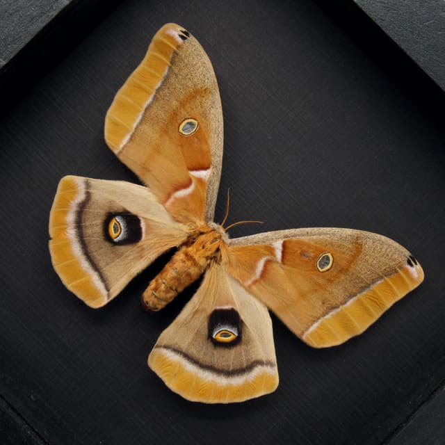 Real Polyphemus moth framed - Antheraea polyphemus - female - blond form