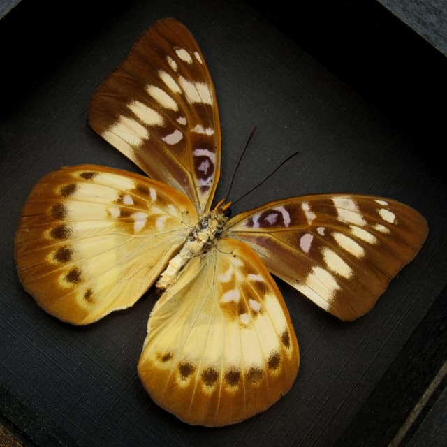 Rare Orange-banded butterfly framed taxidermy - Lexias aeropa helvidius - female
