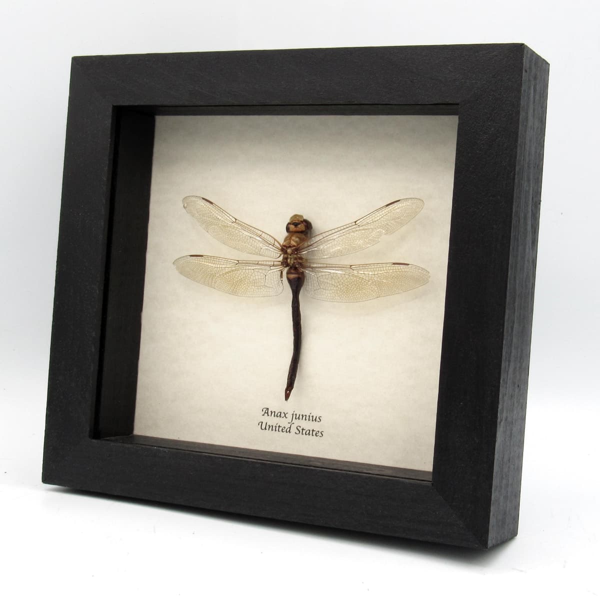 Real Green Darner dragonfly framed taxidermy - Anax junius - large female
