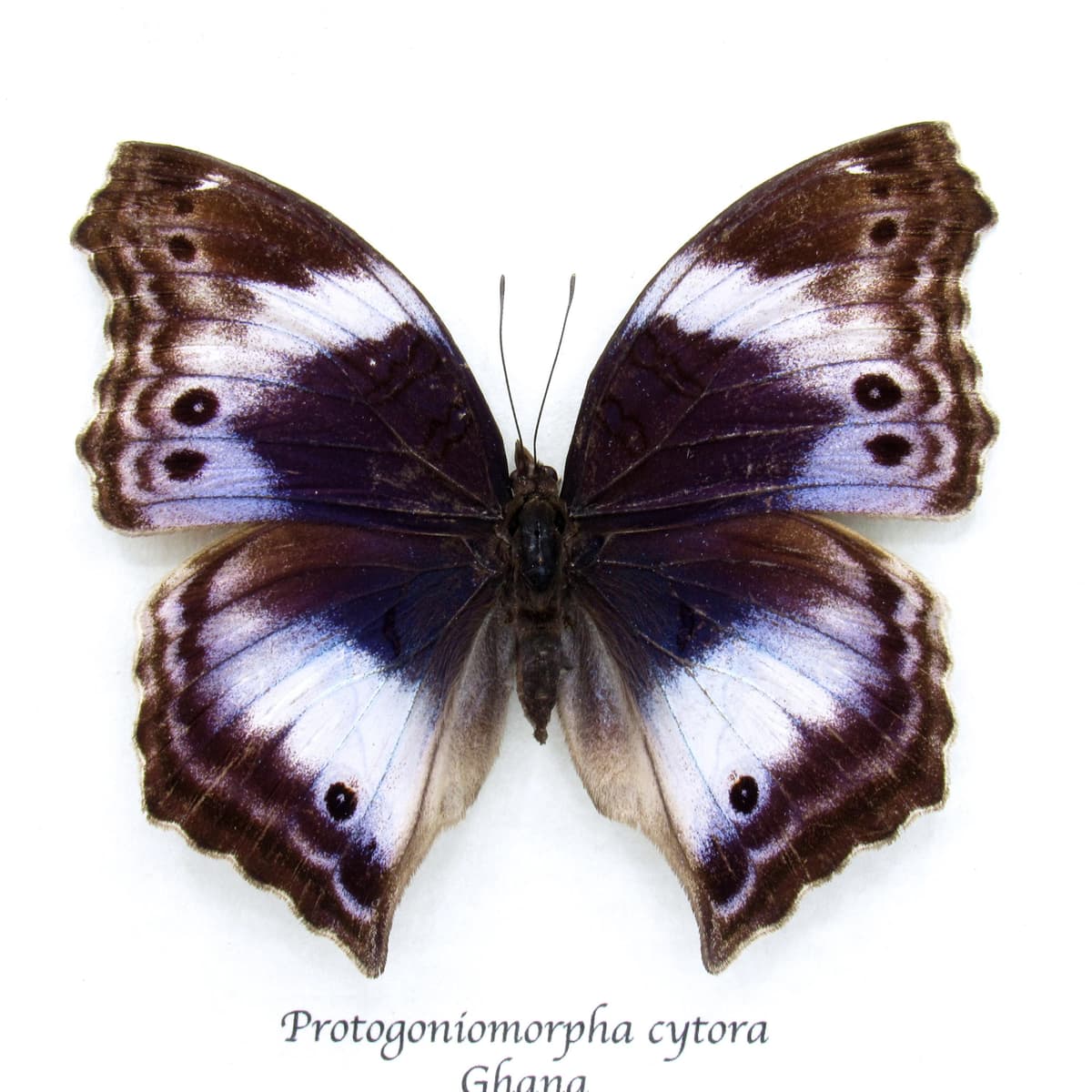Very rare Western Blue Beauty butterfly framed taxiermy - Protogoniomorpha cytora - female