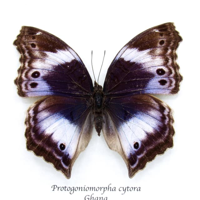 Very rare Western Blue Beauty butterfly framed taxiermy - Protogoniomorpha cytora - female
