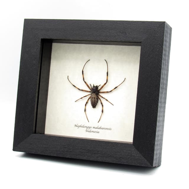 Real Asian Hermit Spider framed taxidermy - Nephilengys malabarensis