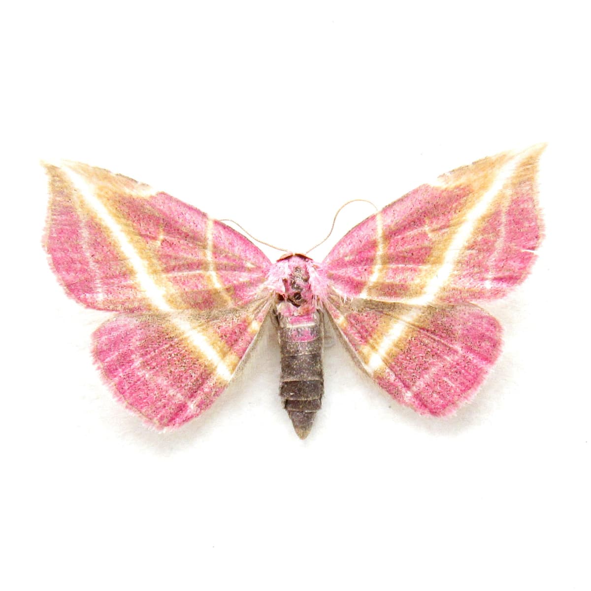 Rare pink Erebid moth framed specimen - Naganoella triandra