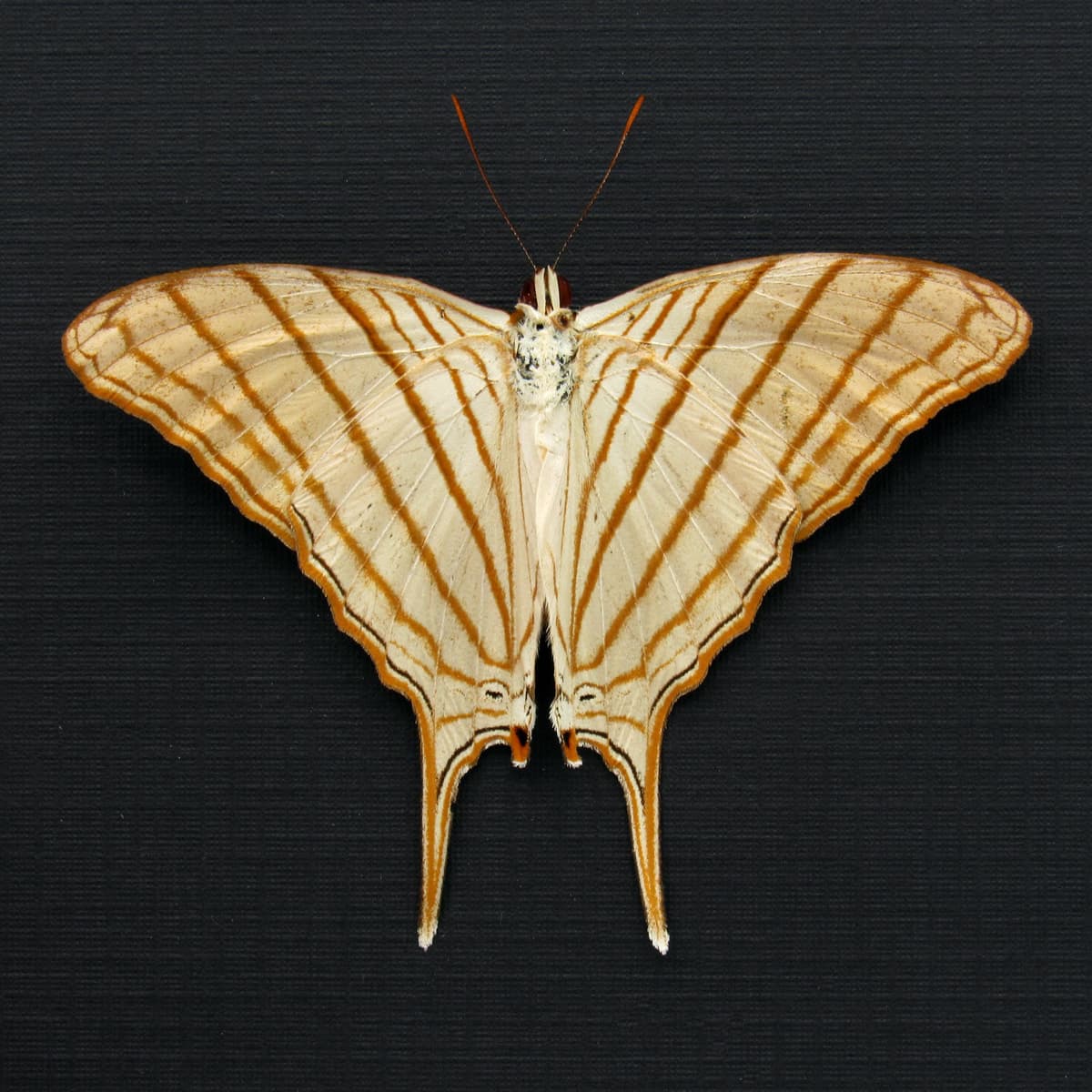 Real framed gold Daggerwing butterfly taxidermy - Marpesia berania - Victorian mount