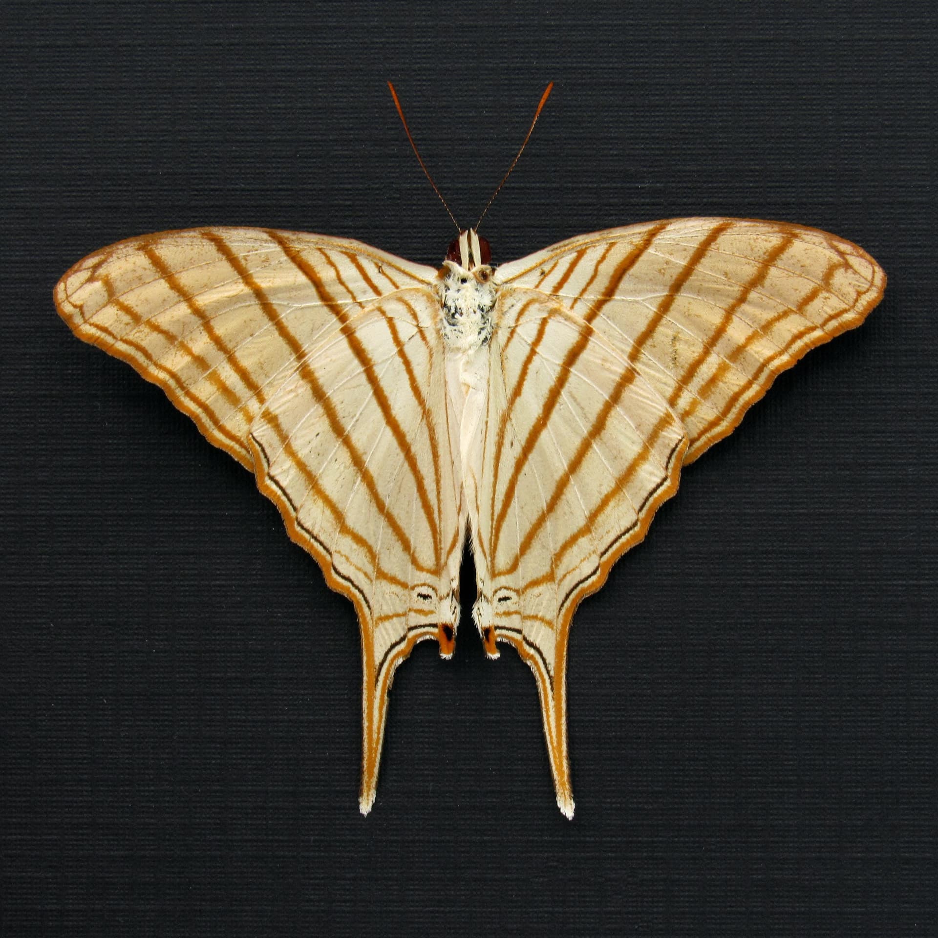 Real framed gold Daggerwing butterfly taxidermy - Marpesia berania - Victorian mount