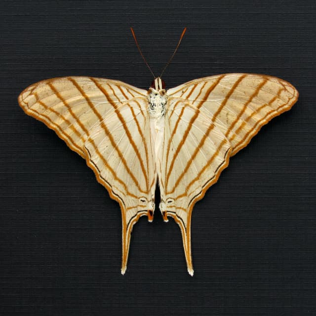 Real framed gold Daggerwing butterfly taxidermy - Marpesia berania - Victorian mount