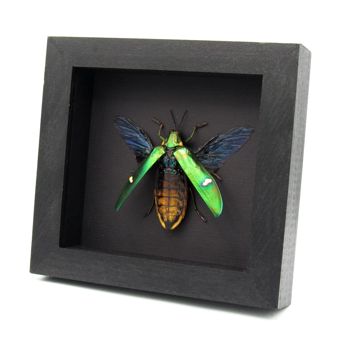 Real metallic green beetle framed taxidermy - Megaloxantha bicolor othanii