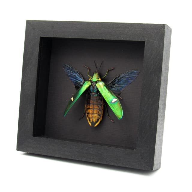 Real metallic green beetle framed taxidermy - Megaloxantha bicolor othanii
