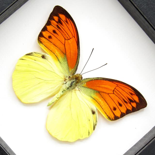 Real Orange Tip butterfly framed taxidermy - Hebomoia leucippe