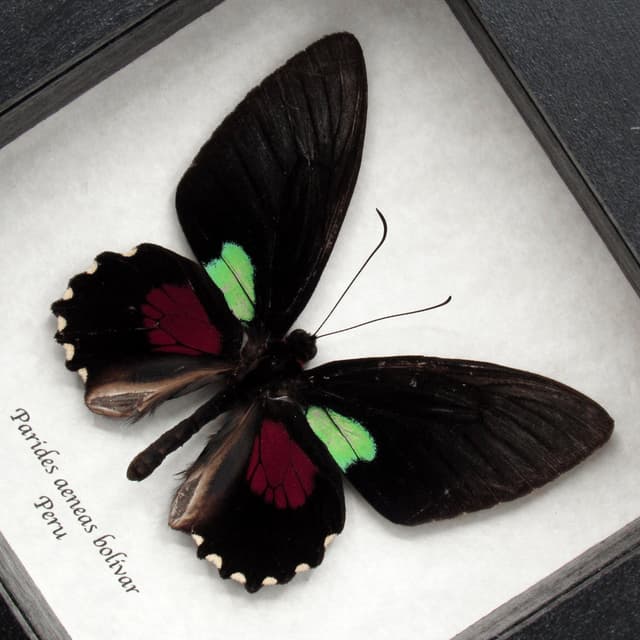 Rare Cattleheart butterfly framed taxidermy - Parides aeneas bolivar