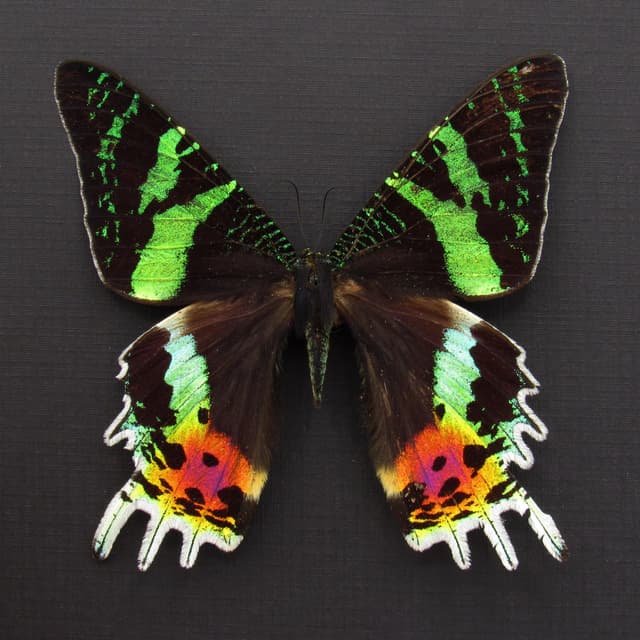 Real large female Sunset moth framed taxidermy - Urania ripheus