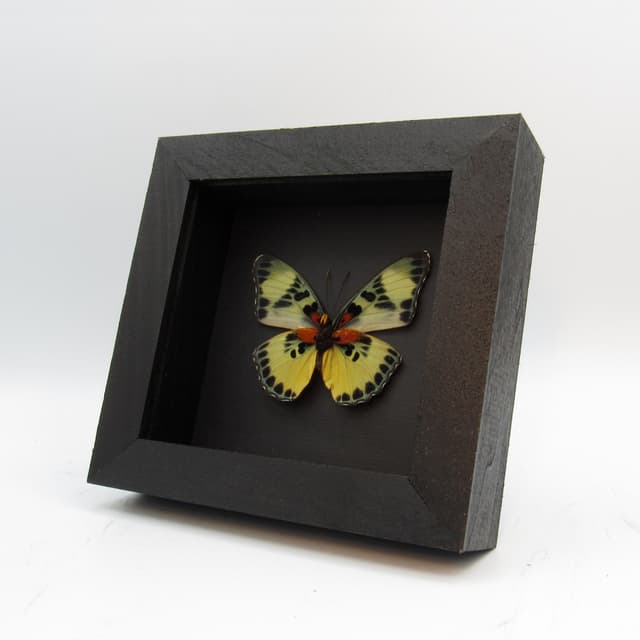 Real butterfly framed taxidermy - Euphaedra adonina
