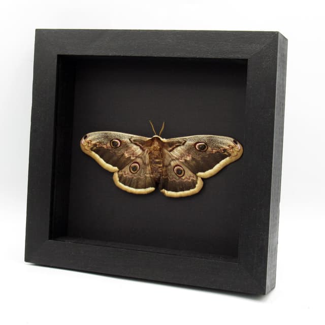 Real XL Peacock moth framed taxidermy - Saturnia pyri - female - Victorian mount