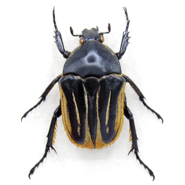 Rare furry flower beetle framed taxidermy - Trichaulax macleayi