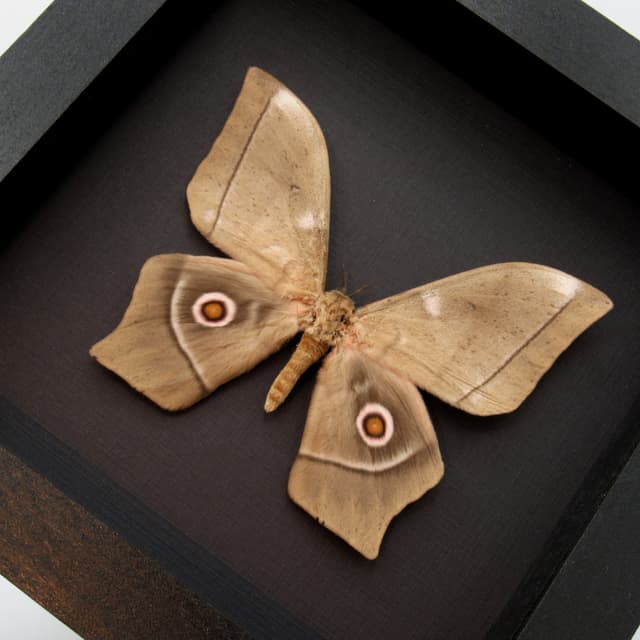 Large real Saturn moth framed taxidermy - Imbrasia epimethea