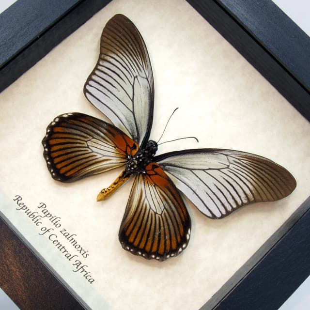 Real Giant Swallowtail butterfly framed taxidermy - Papilio zalmoxis
