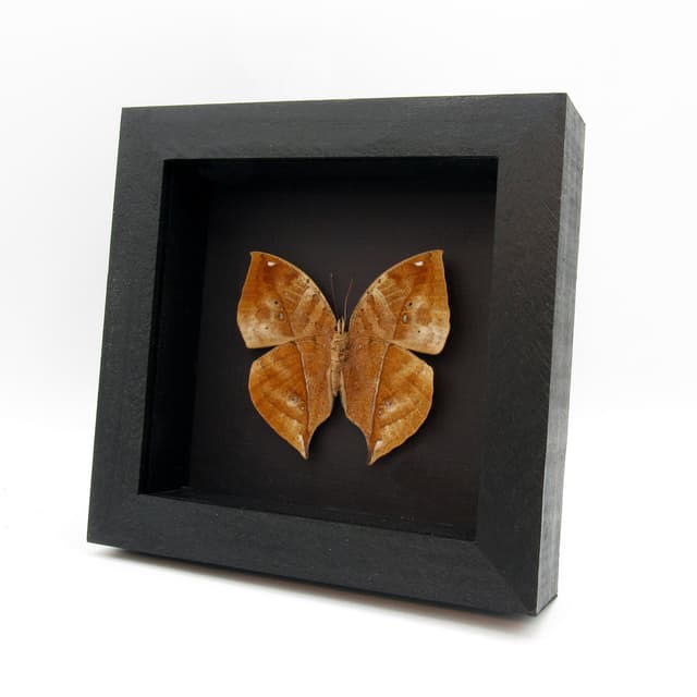 Real Dead Leaf butterfly framed taxidermy - Kallima inachus - large female