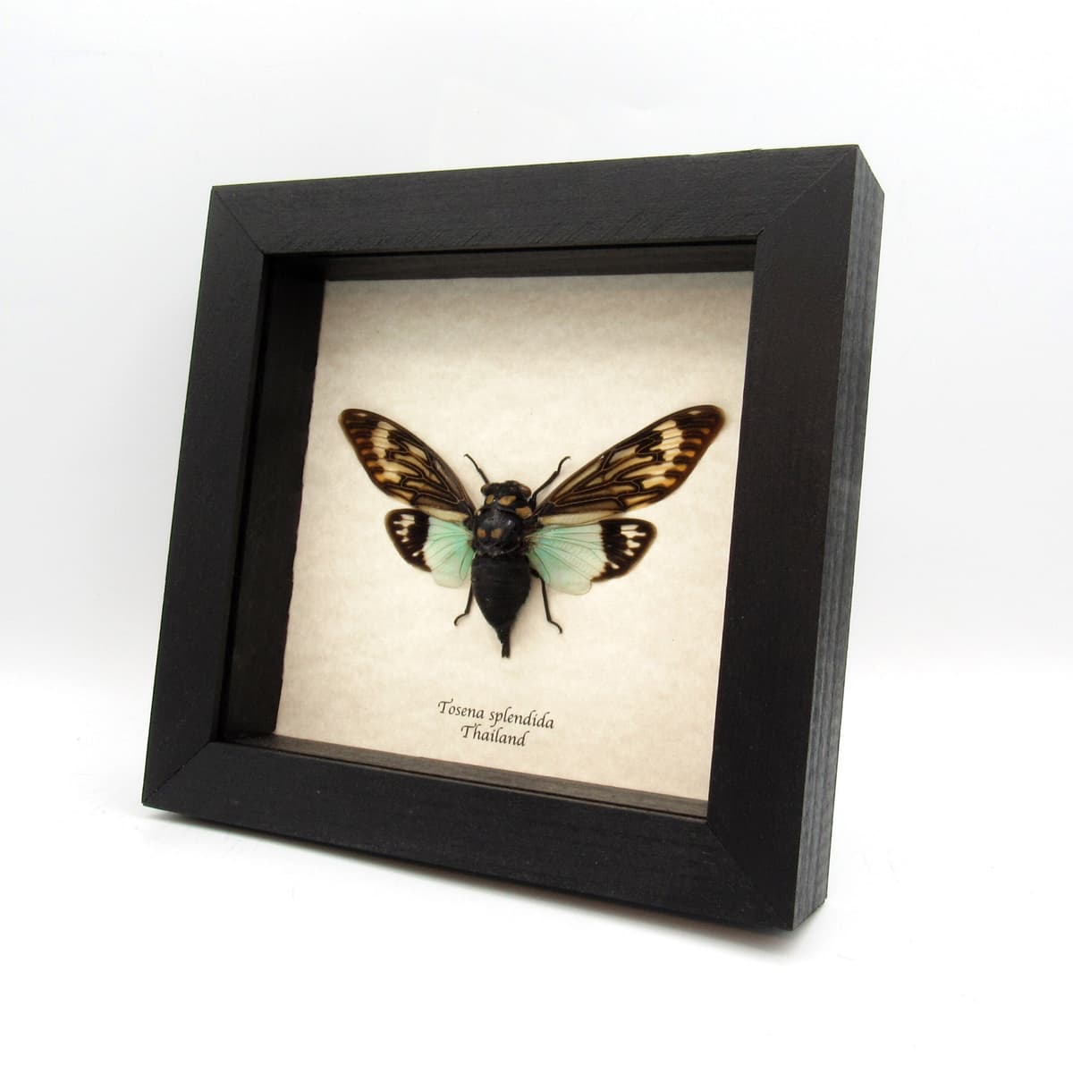 Real blue Giant Cicada framed taxidermy - Tosena splendida
