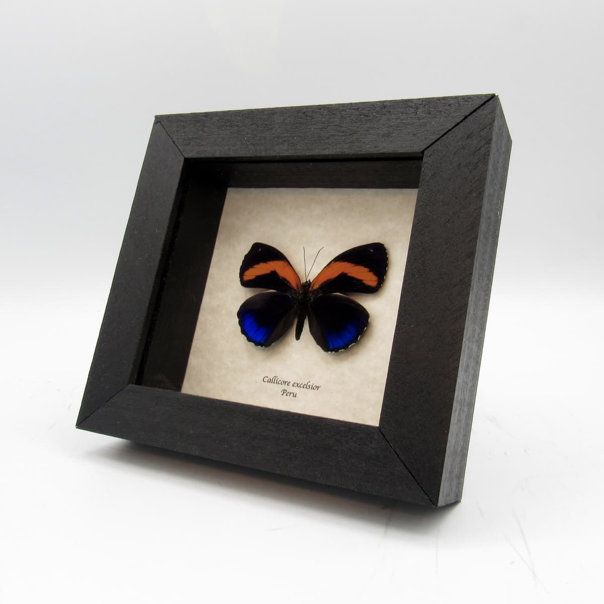 Real framed taxidermy butterfly - Callicore excelsior