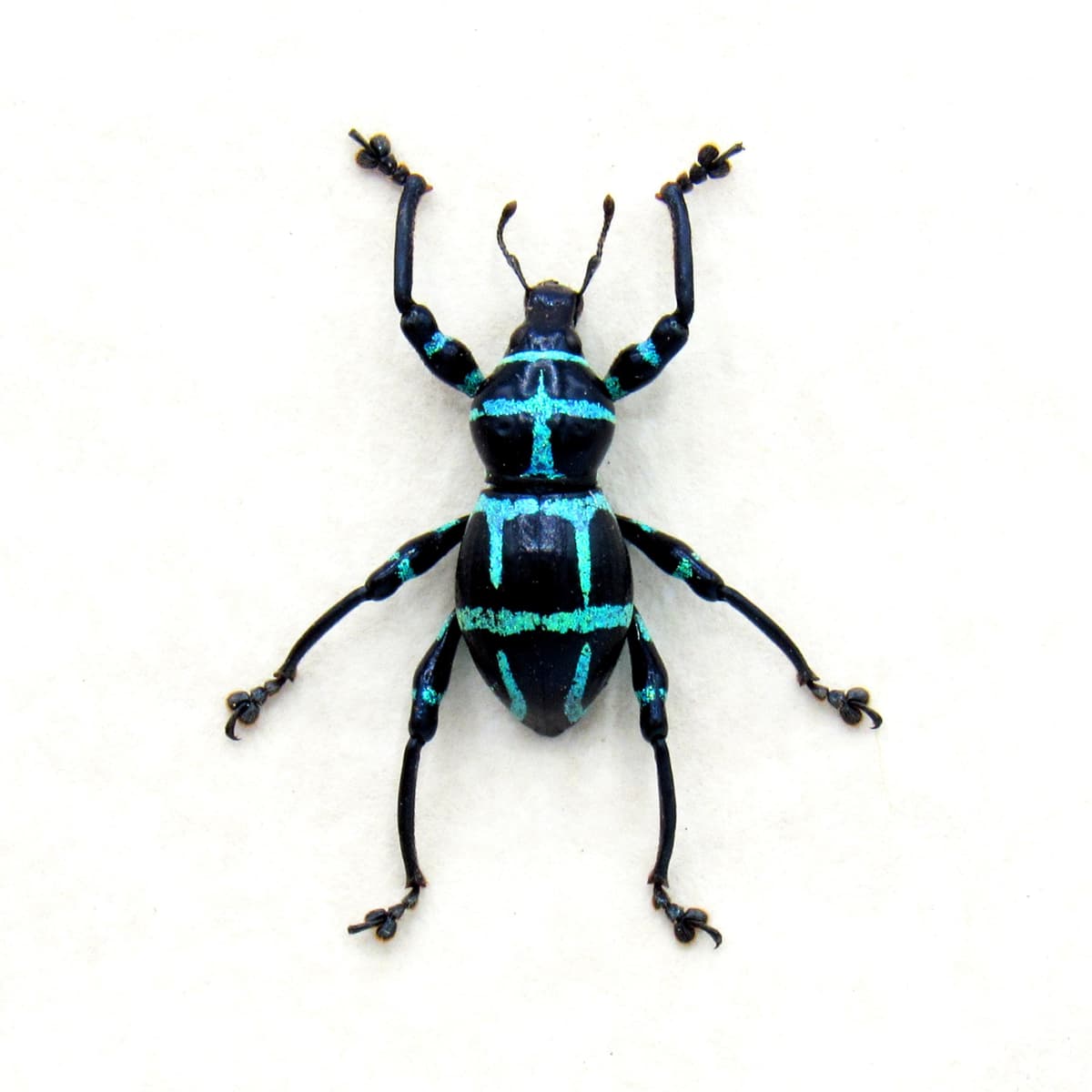 Real blue glitter weevil beetle framed specimen - Pachyrhynchus moniliferus